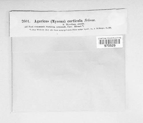 Mycena corticola image